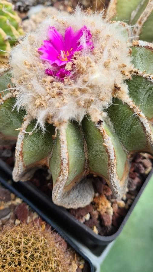 Aztekium hintonii flower