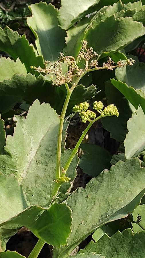 Cyphostemma juttae flower