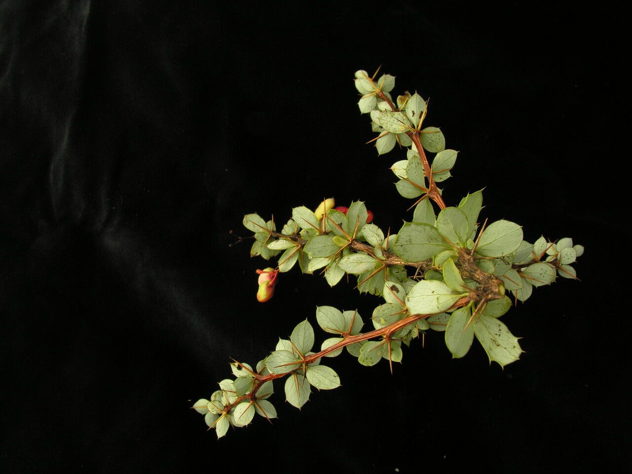 Berberis concinna habit