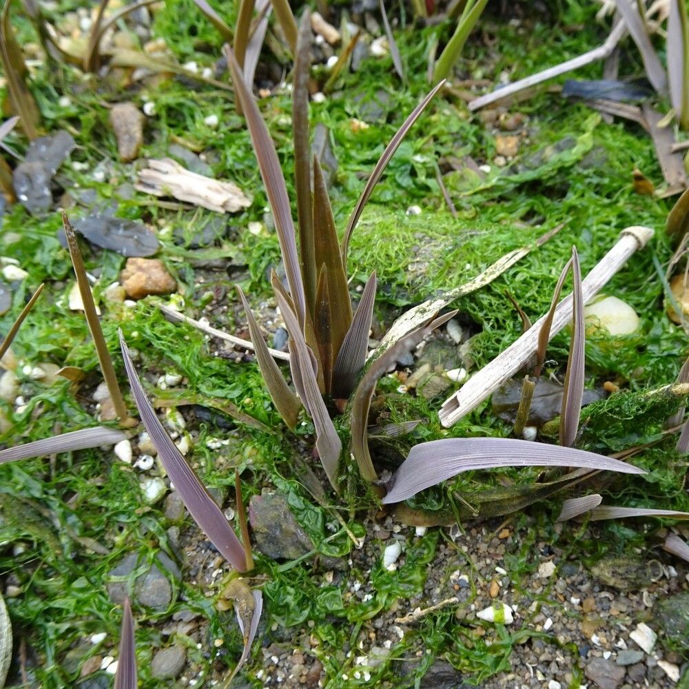 Sporobolus × townsendii habit