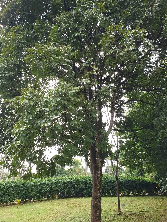 Callerya atropurpurea bark