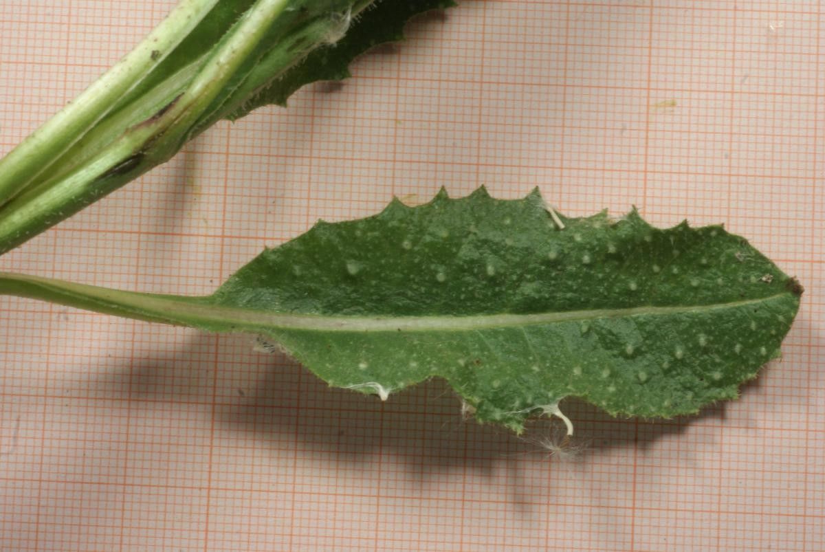 Picris sinuata — houseplant care guide