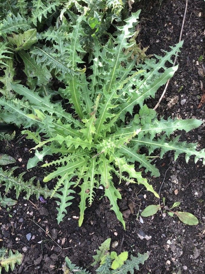 Acanthus hirsutus — related species from the same genus