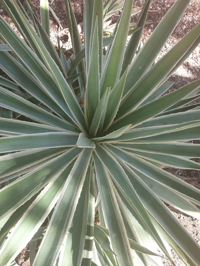 Agave angustifolia habit