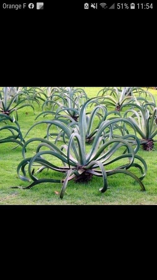 Agave vilmoriniana leaf