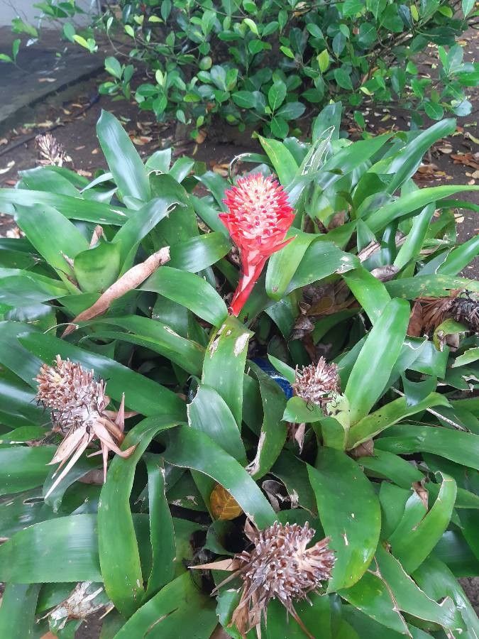 Billbergia pyramidalis bark