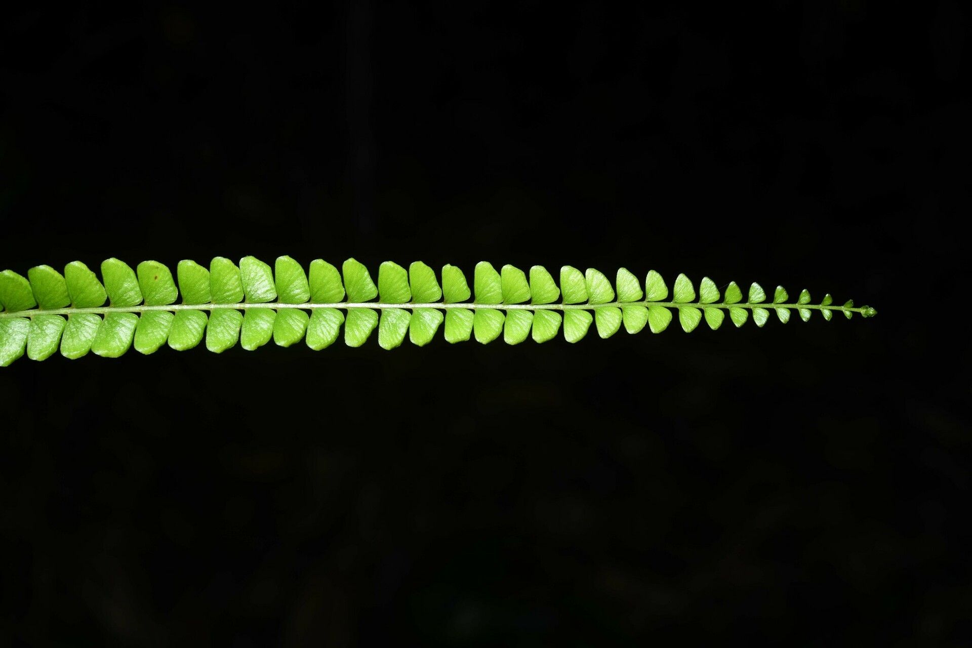 Lindsaea stricta fruit