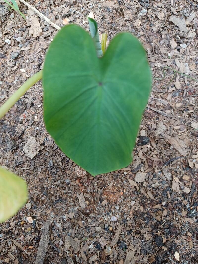 Xanthosoma taioba other