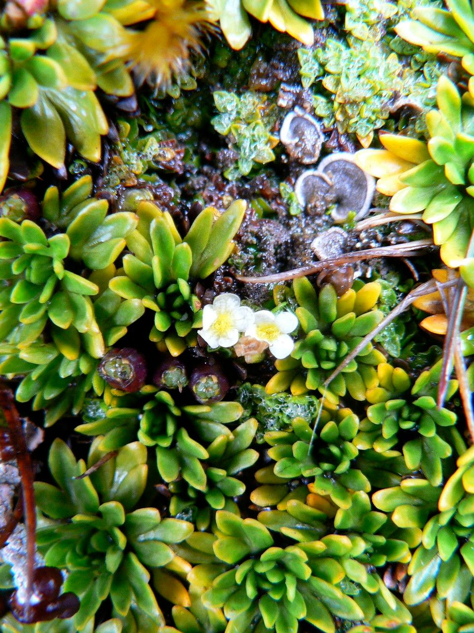 Ourisia muscosa flower
