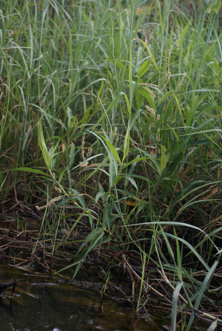 Polygonum acuminatum habit