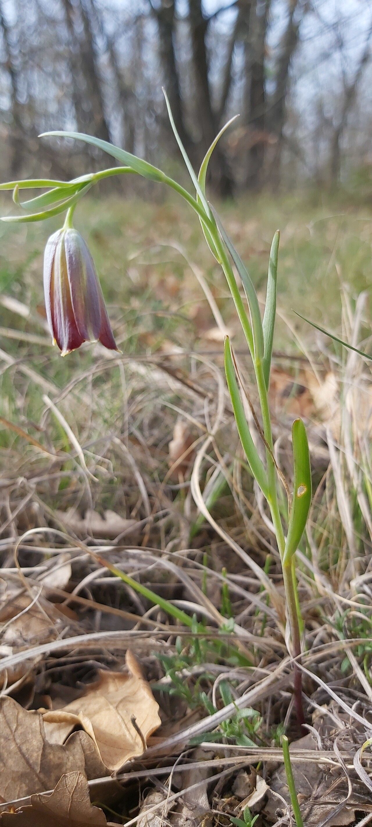 Fritillaria stribrnyi — search result for 'Fritillaria'
