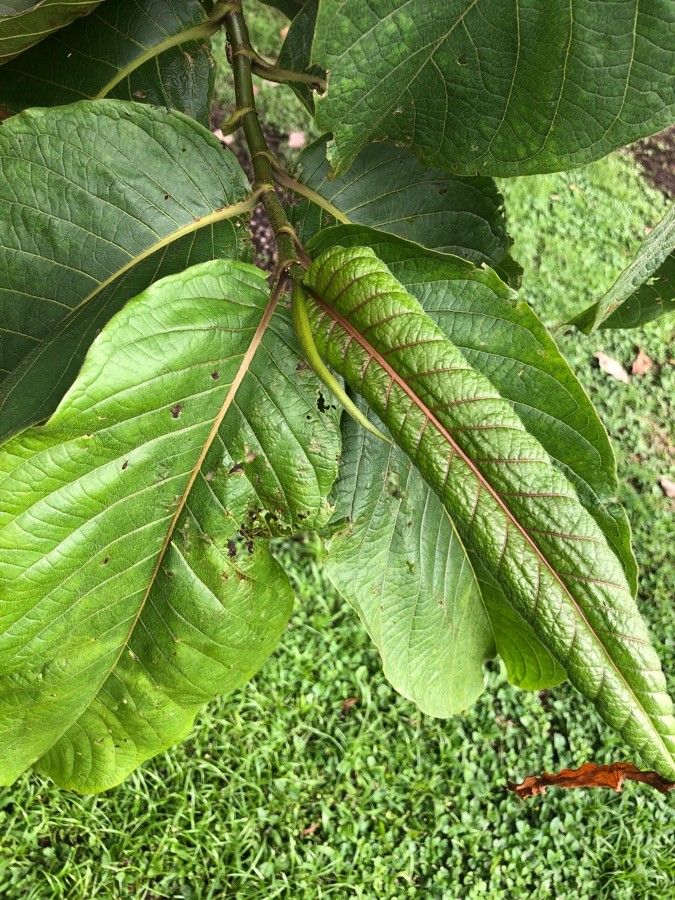 Triplaris melaenodendron — related species from the same genus