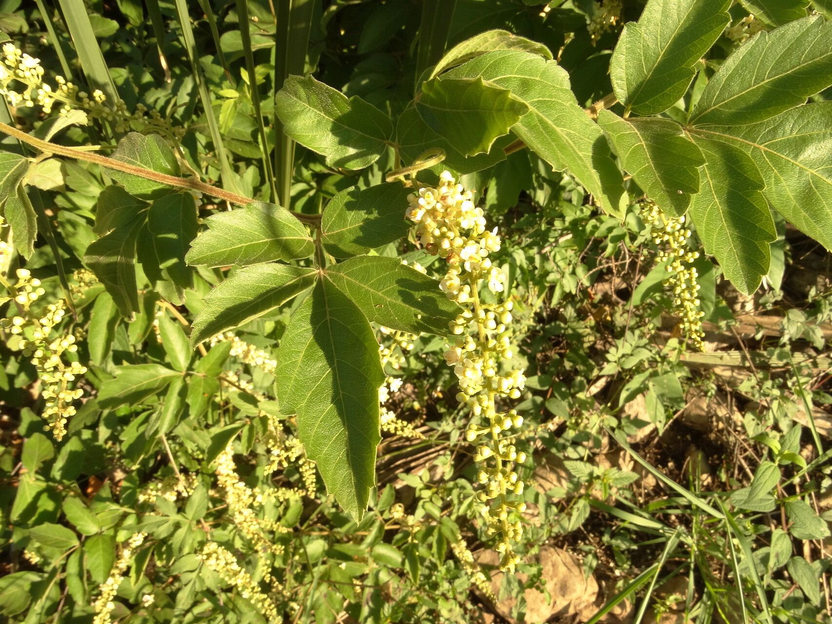 Paullinia tomentosa flower