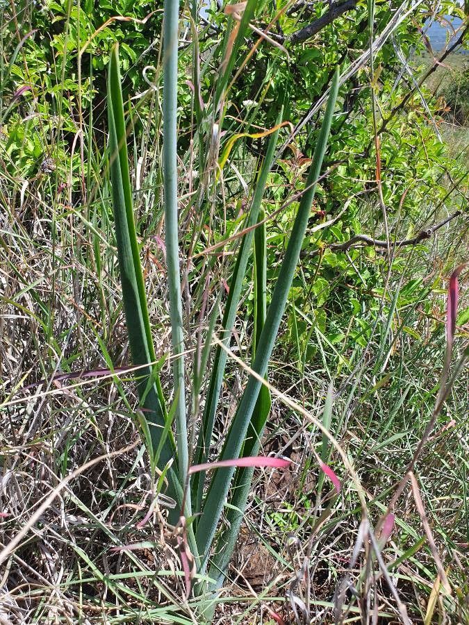 Albuca abyssinica leaf