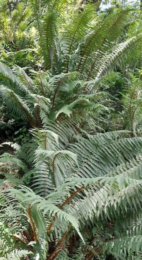 Dryopteris wallichiana habit