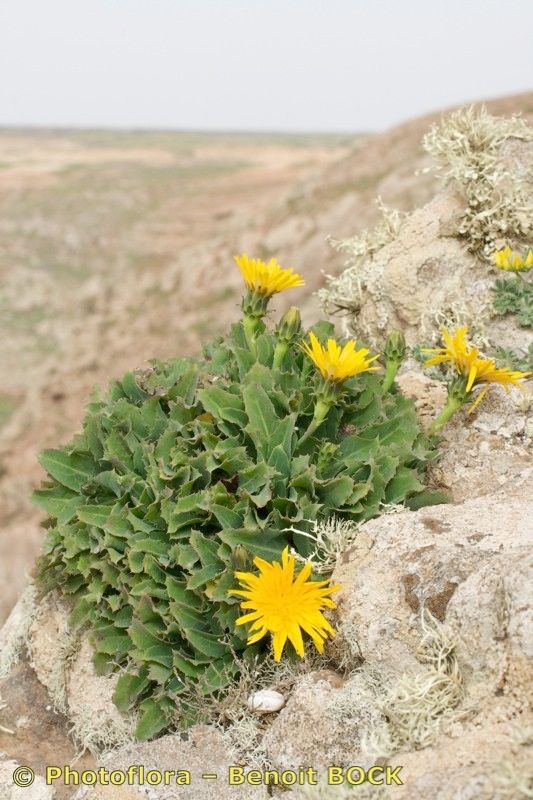 Reichardia famarae habit