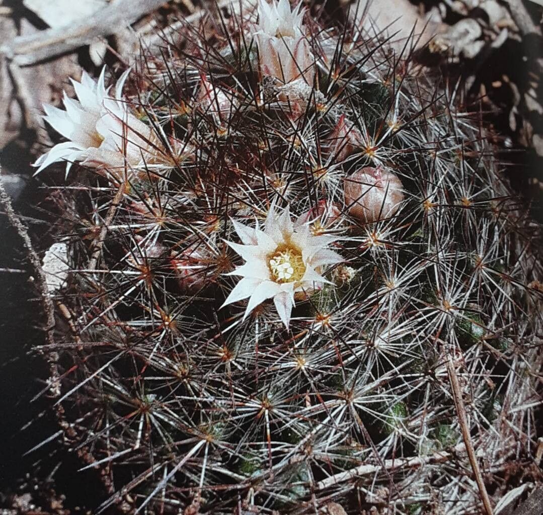 Mammillaria pilispina habit