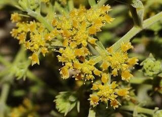 Echinophora tenuifolia flower