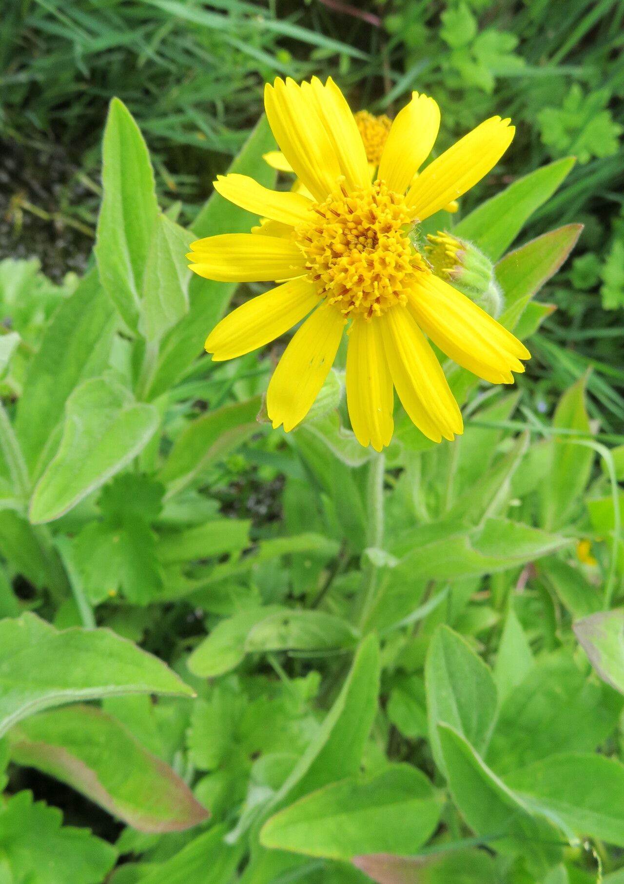 Arnica lonchophylla flower