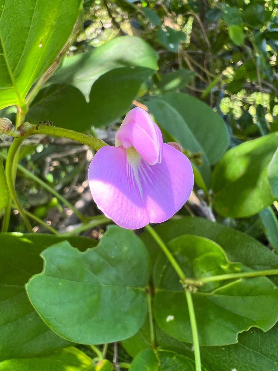 Canavalia rosea flower