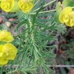 Euphorbia cyparissias