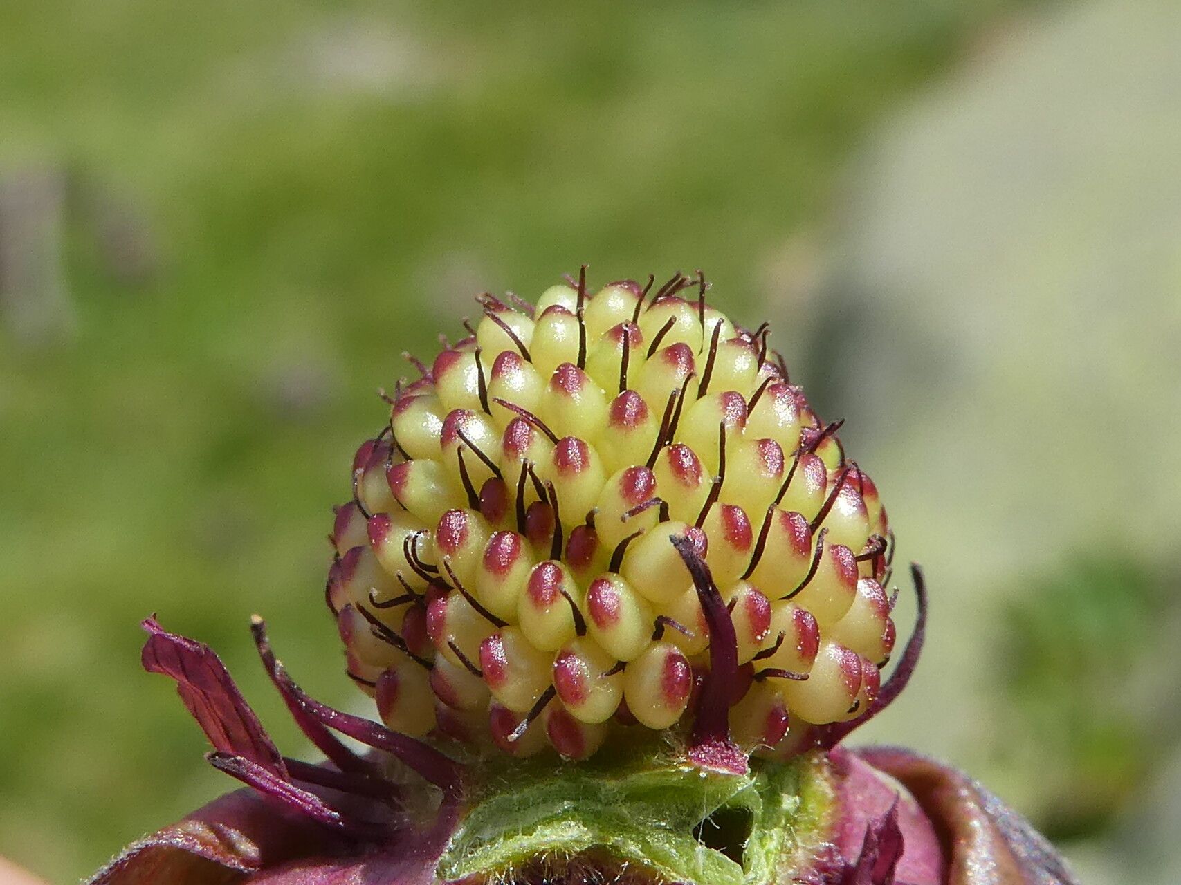 Comarum palustre fruit