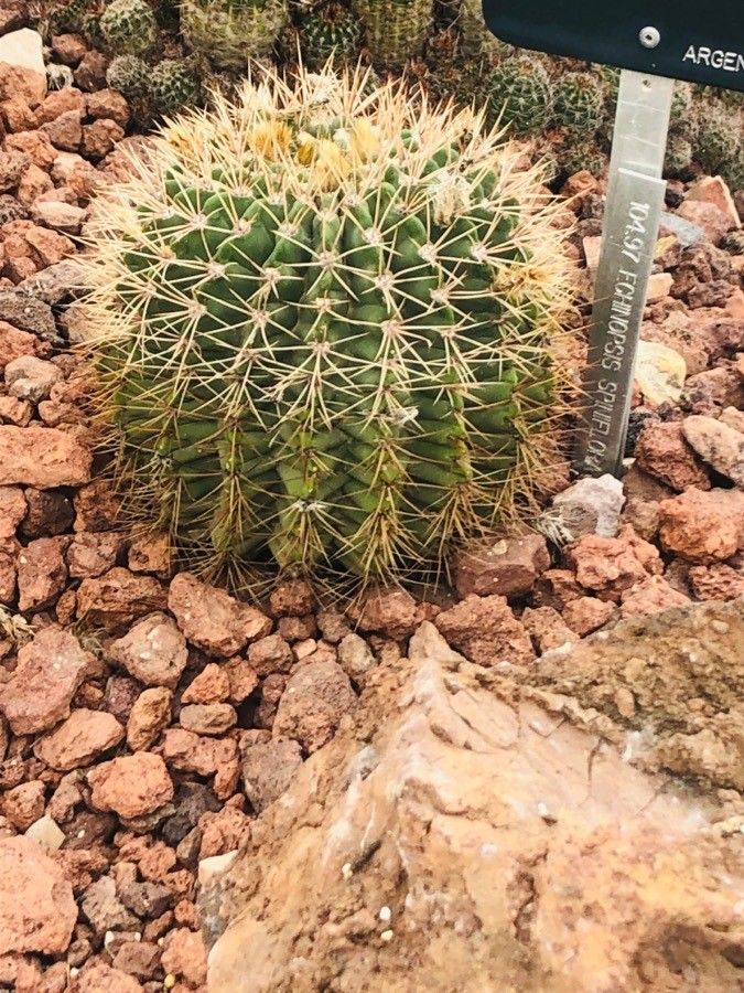 Acanthocalycium spiniflorum — search result for 'Echinopsis'