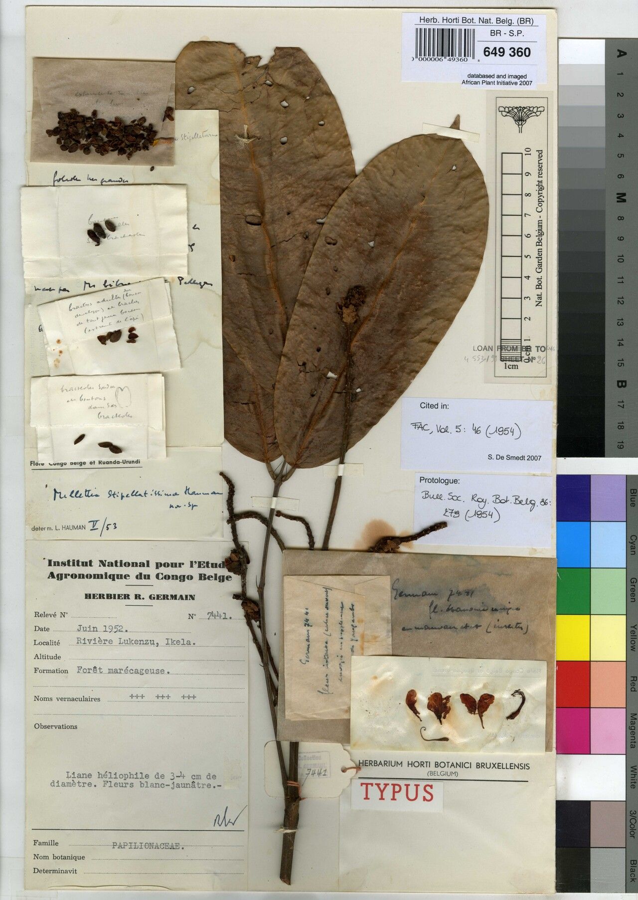 Millettia stipellatissima — houseplant care guide