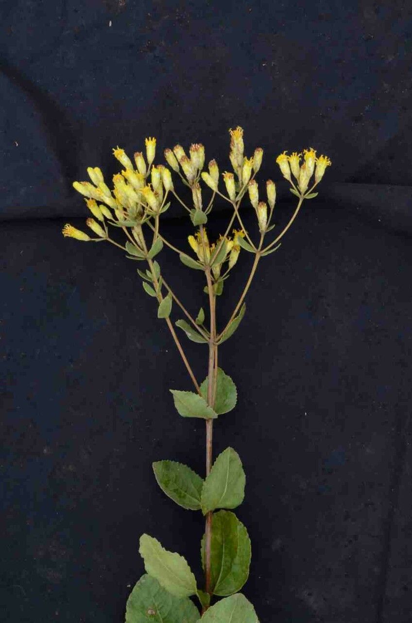 Calea fruticosa — related species from the same genus