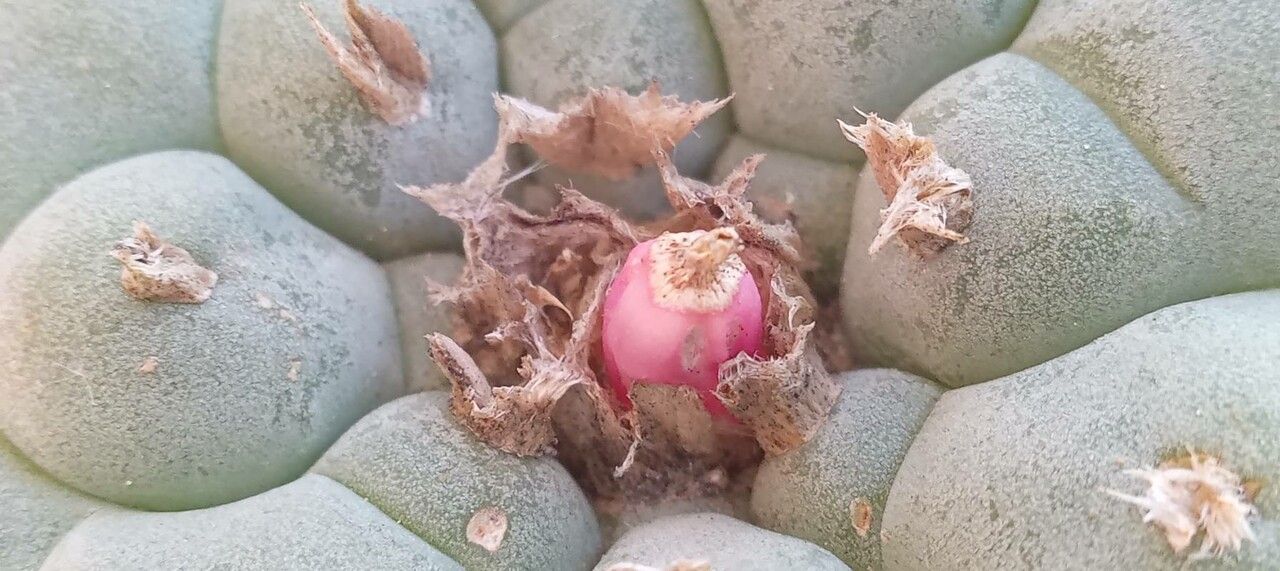 Lophophora williamsii fruit