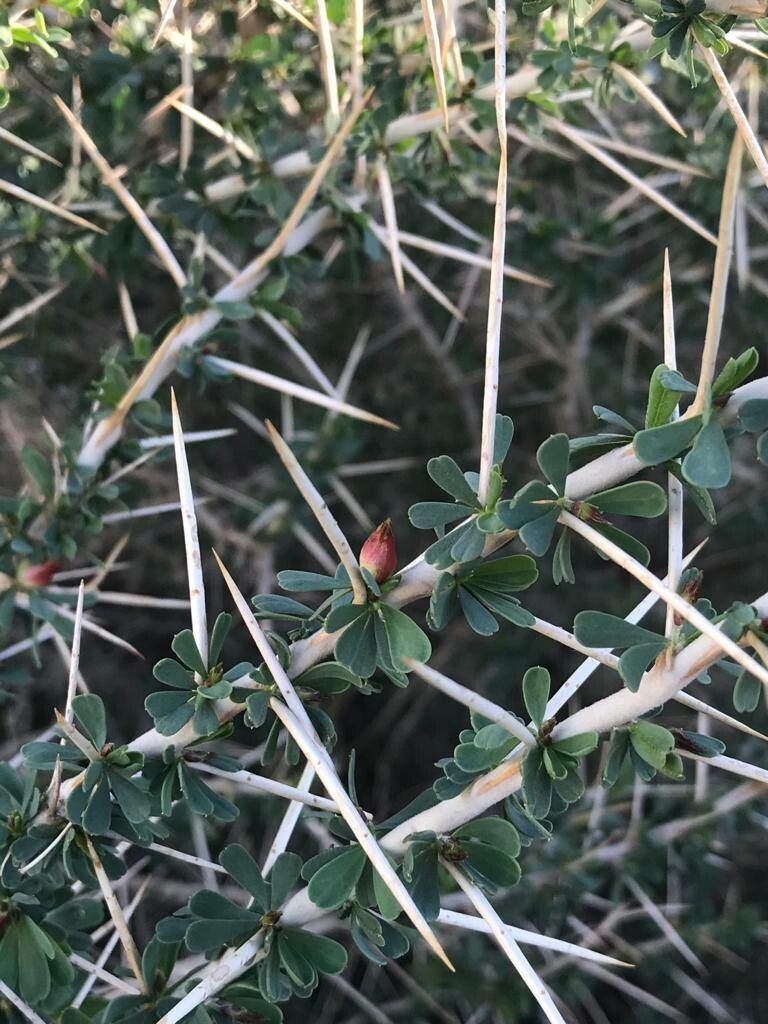 Astragalus fasciculifolius — houseplant care guide