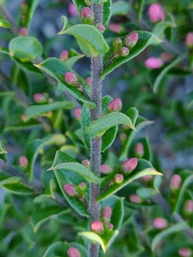 Eriostemon buxifolius leaf