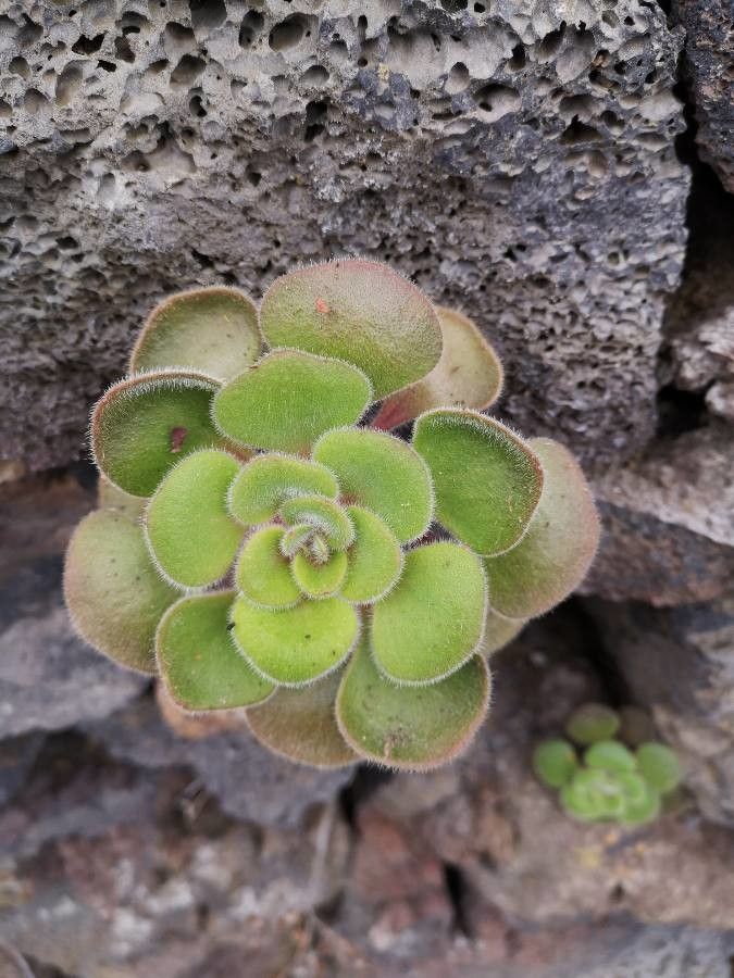 Aichryson laxum leaf