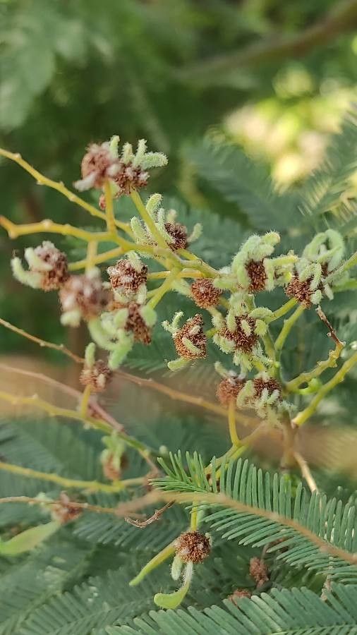 Acacia decurrens flower