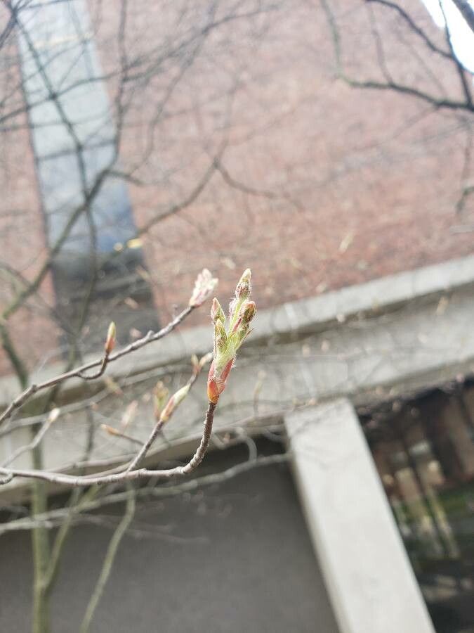 Amelanchier × grandiflora flower
