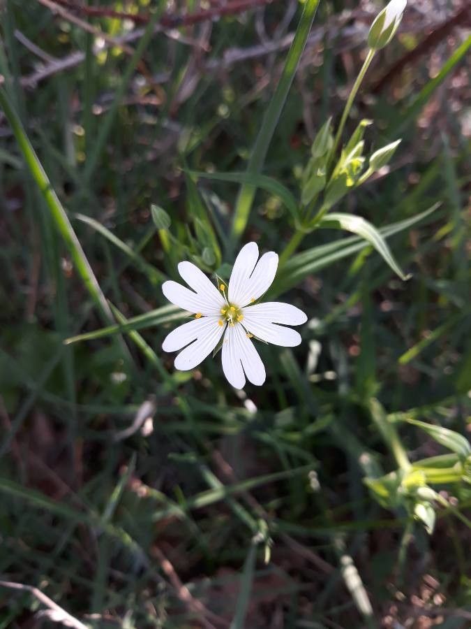 Moehringia ciliata flower