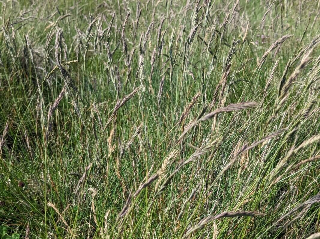 Festuca panciciana — houseplant care guide