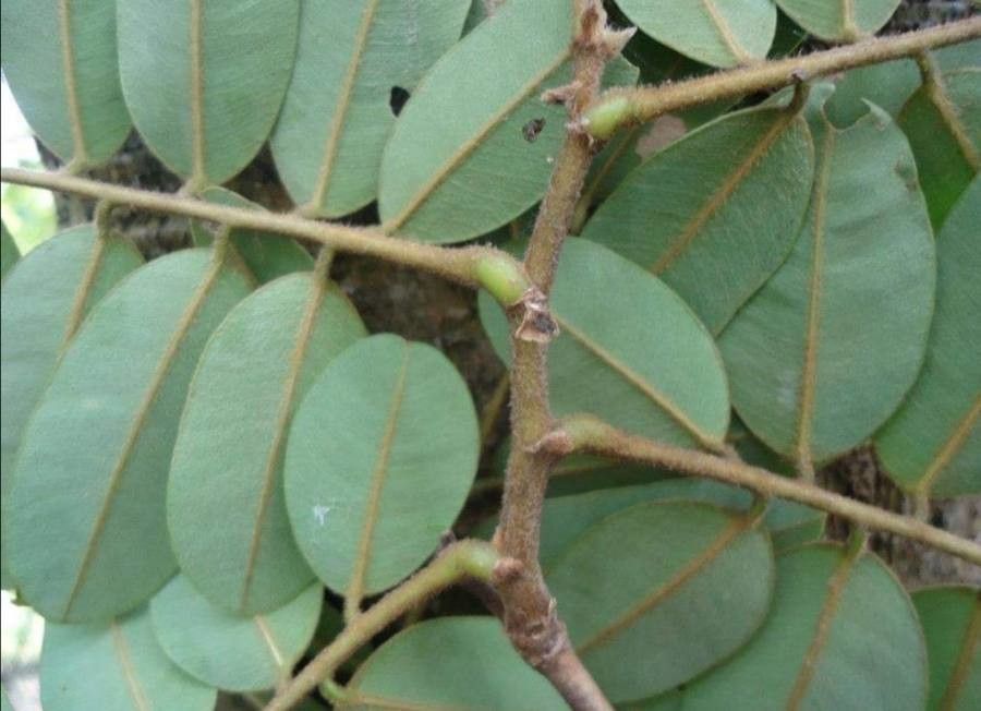 Machaerium biovulatum — houseplant care guide