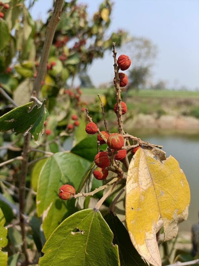 Mallotus philippensis fruit