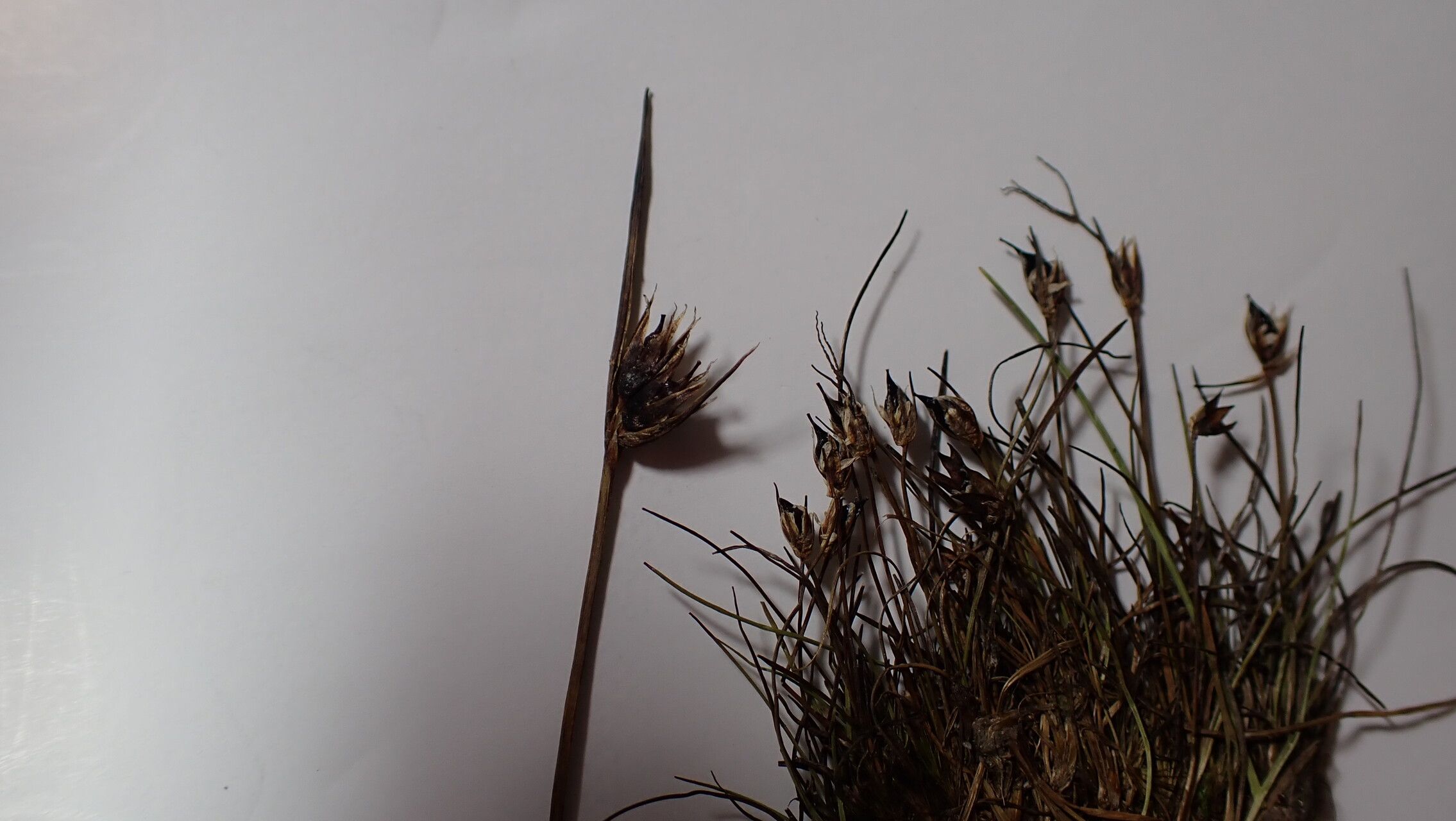 Juncus duthiei — houseplant care guide