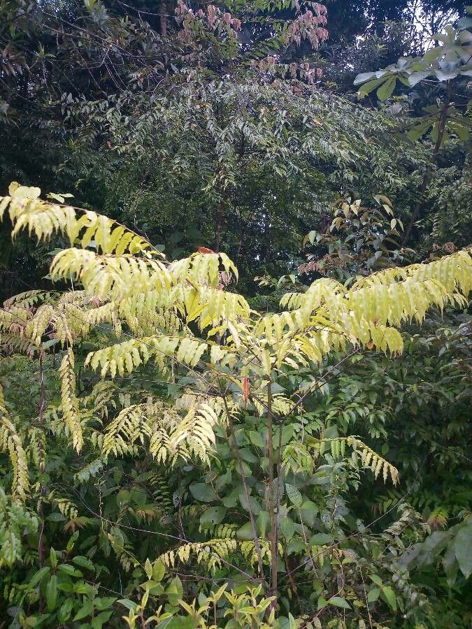 Mabea subsessilis habit