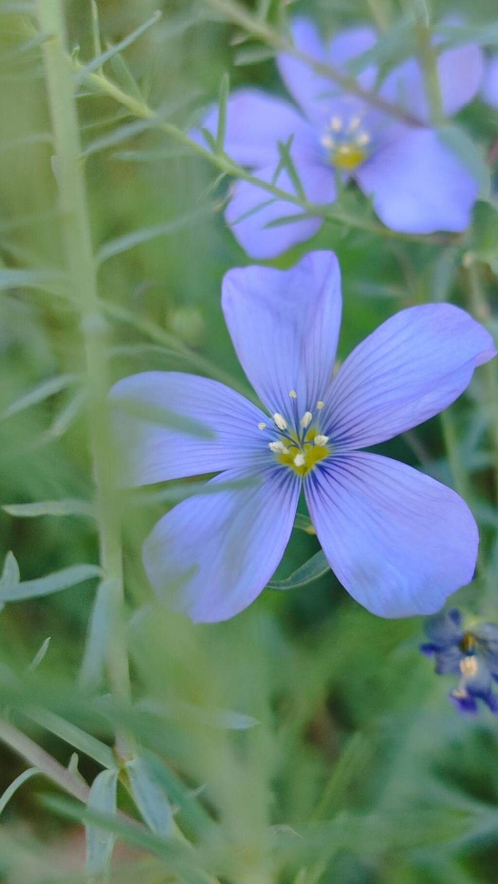 Linum altaicum flower