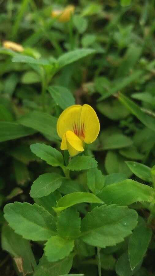 Zornia reticulata flower