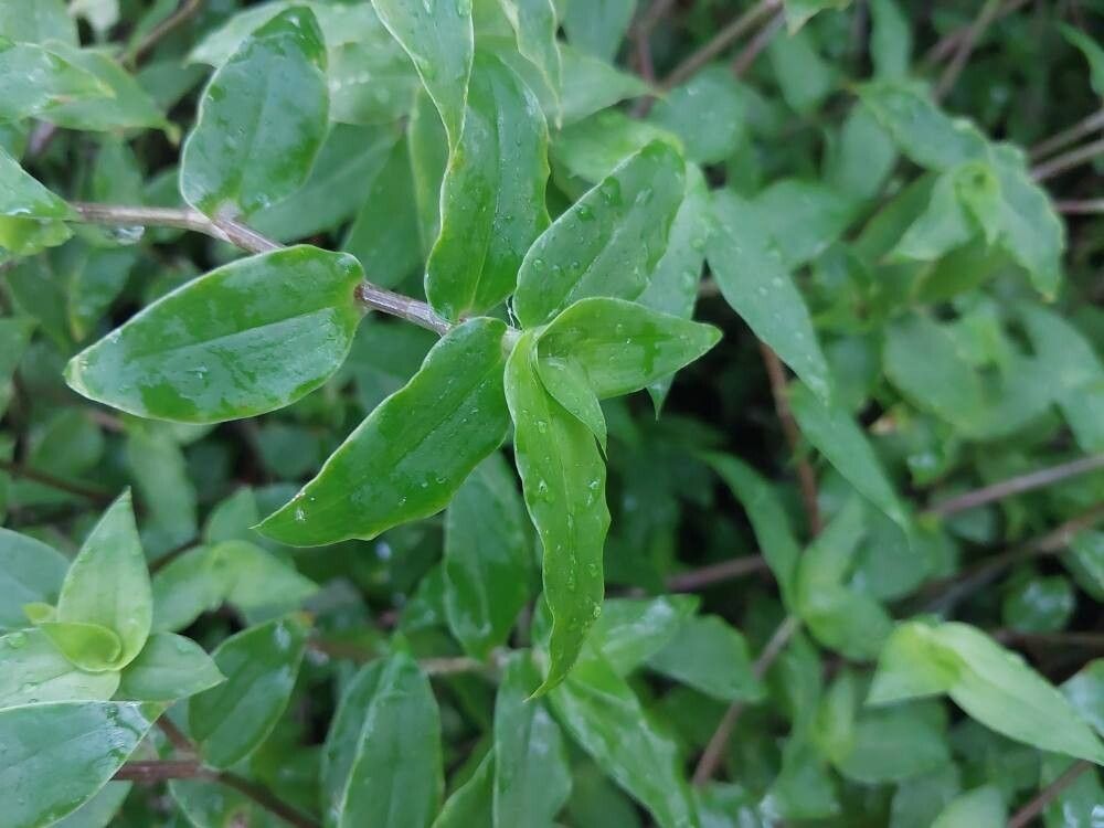 Cyanotis beddomei — related species from the same genus