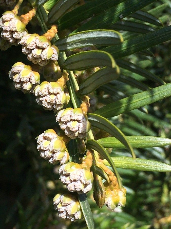 Cephalotaxus fortunei flower