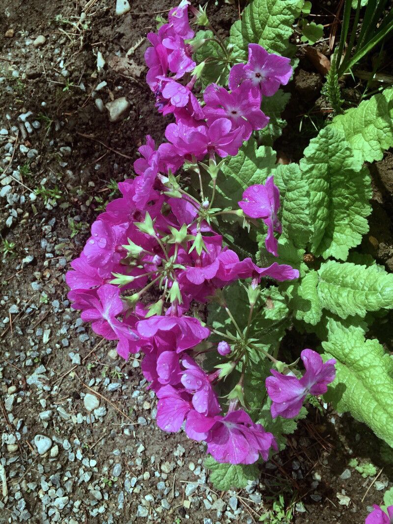 Primula sieboldii habit