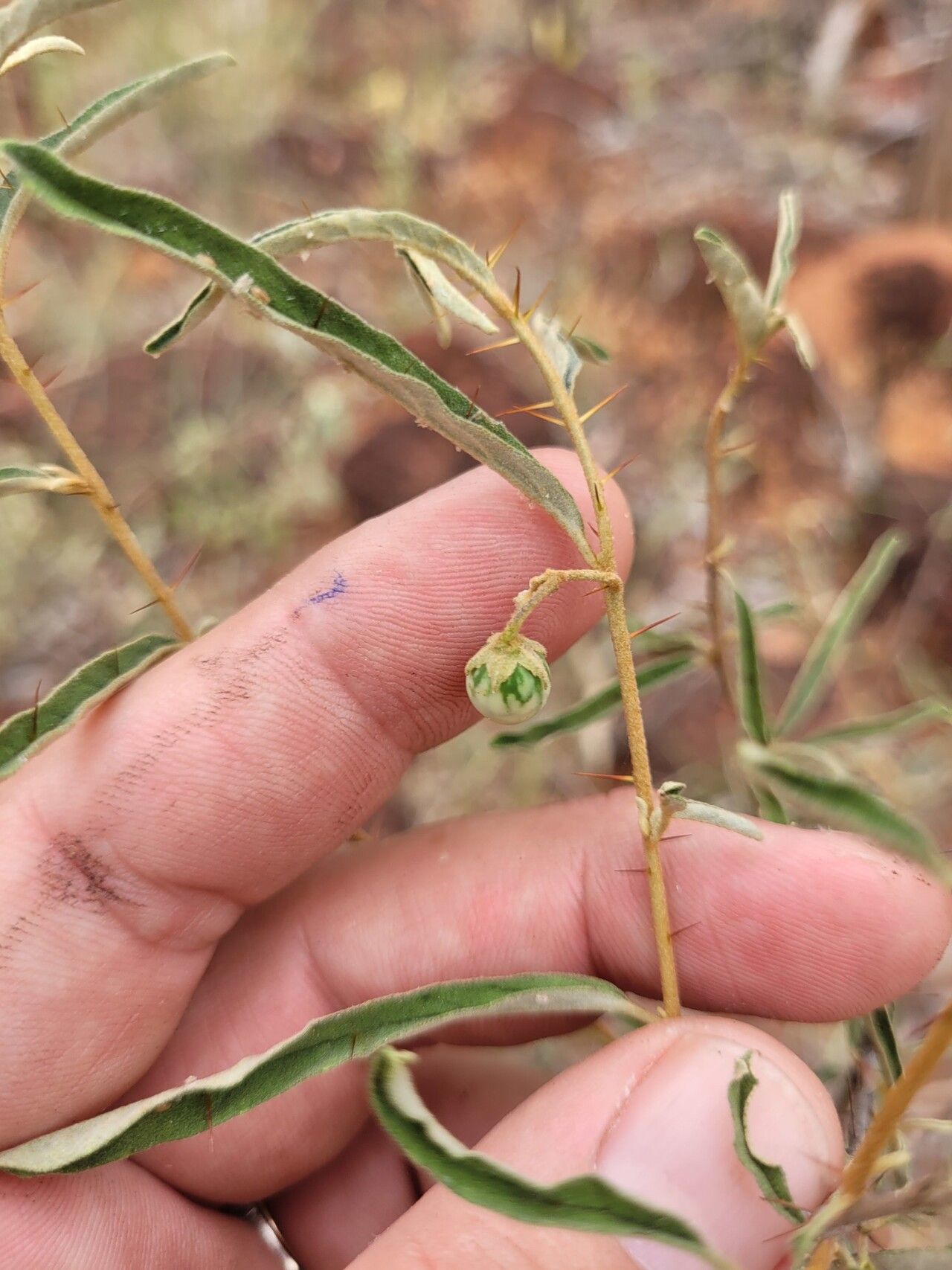 Solanum galbinum leaf