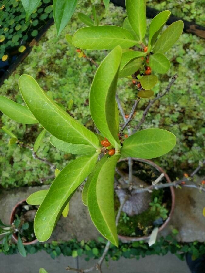 Hydnophytum formicarum leaf