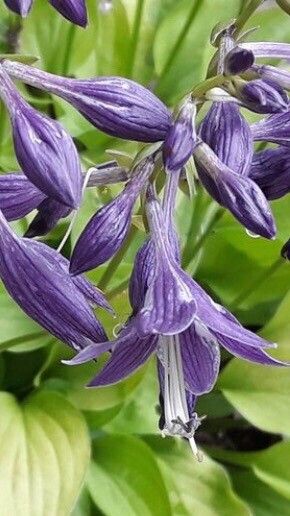 Hosta minor flower