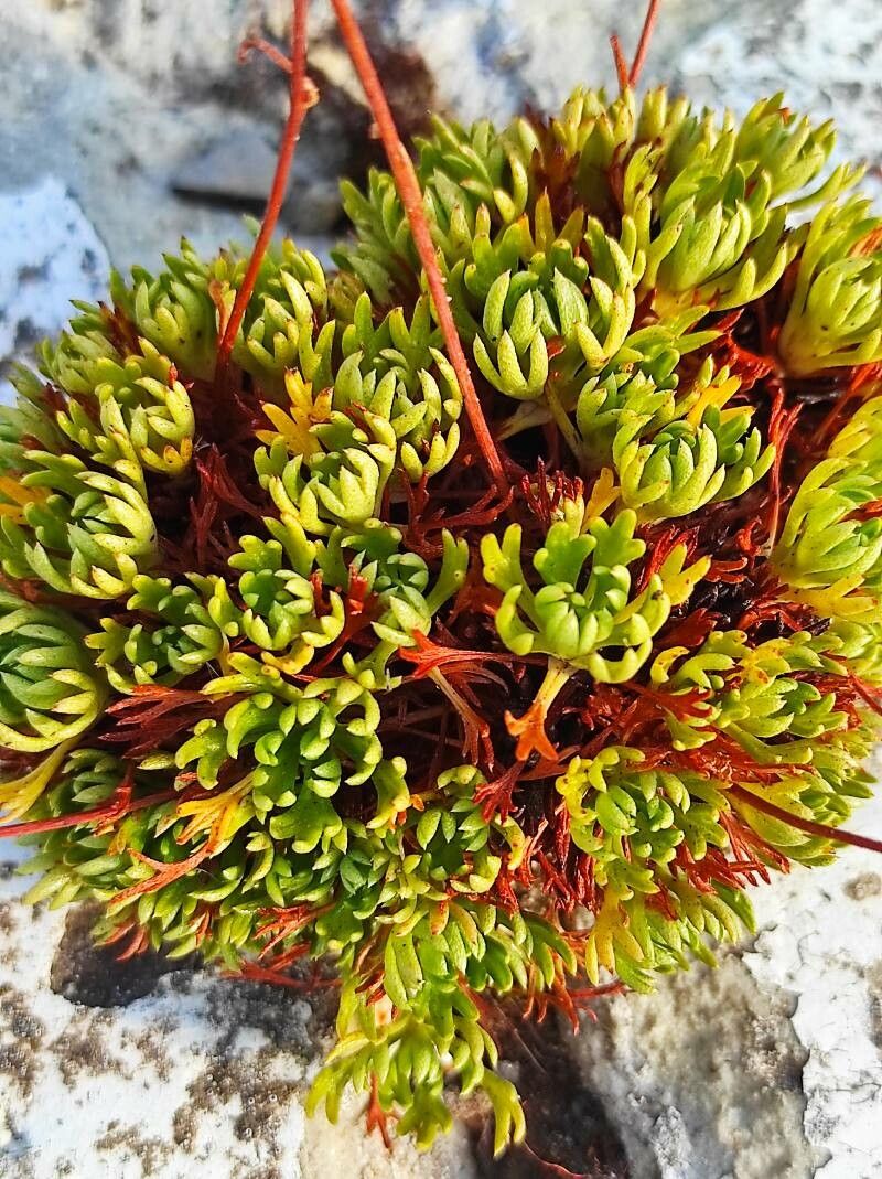 Saxifraga losae — search result for 'Saxifraga'